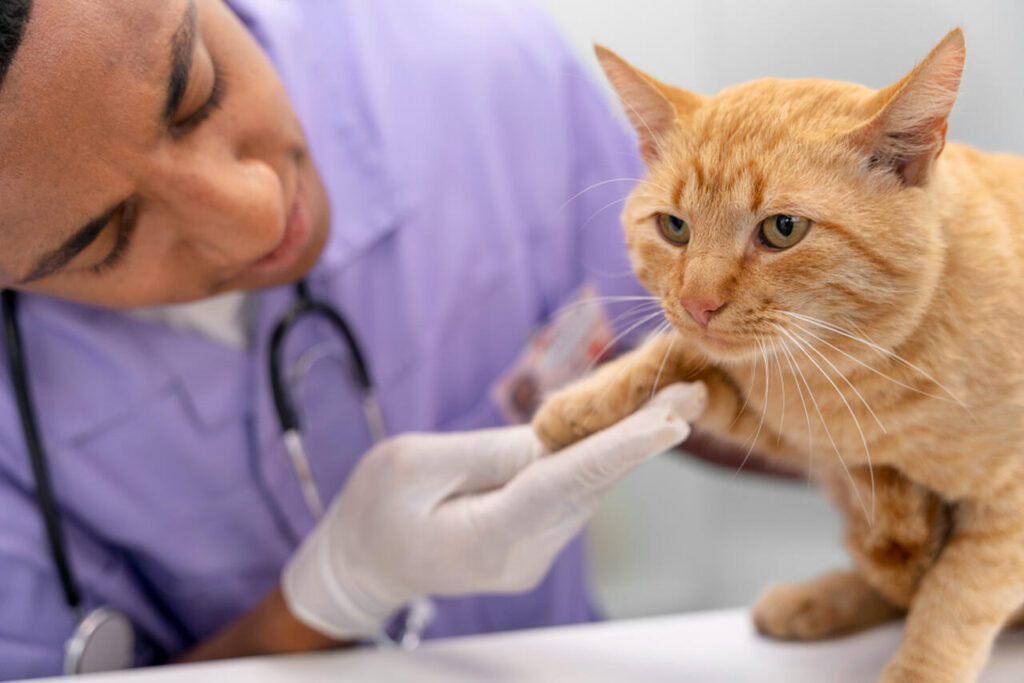 Doen A De Gato Entenda Tudo Sobre Toxoplasmose